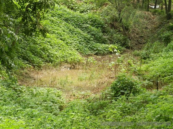 改造前杂草丛生的涝池